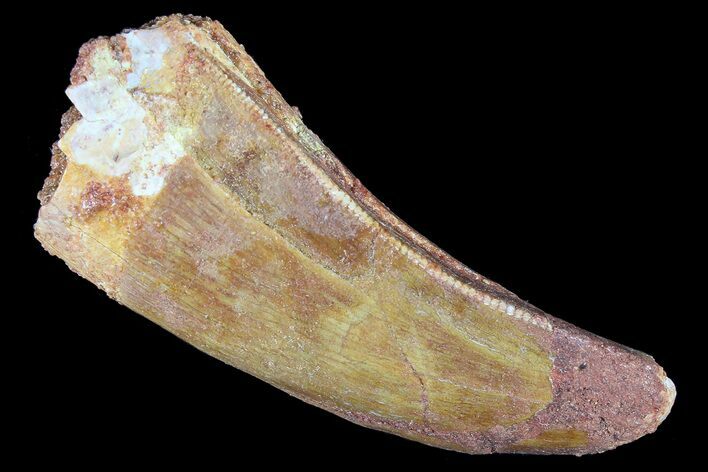 Bargain, Juvenile Carcharodontosaurus Tooth #84448